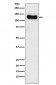 SAP97 Antibody